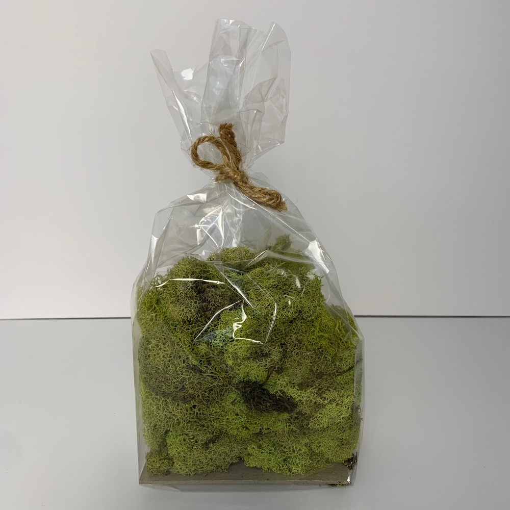 Pottery Barn Moss
